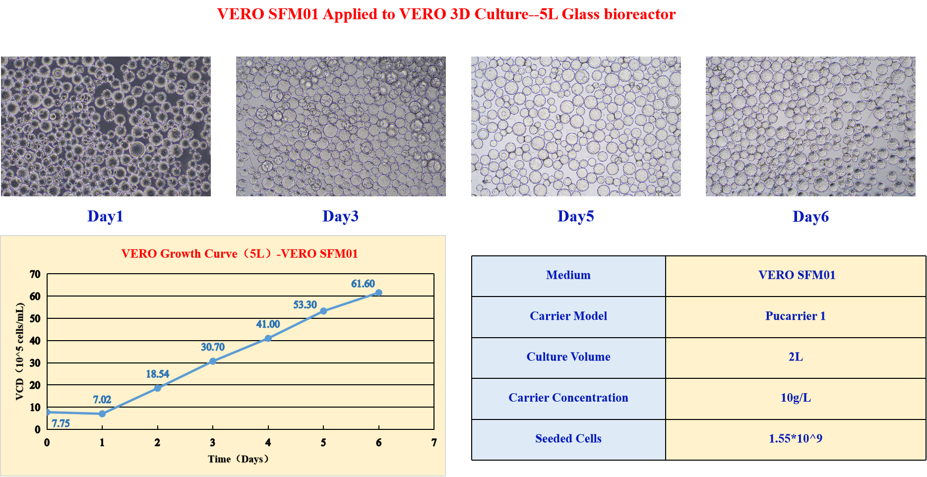 VERO SFM01 Applied to VERO 3D Culture--5L Glass bioreactor